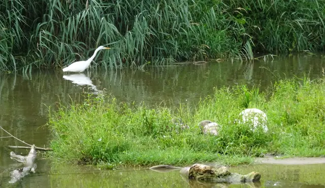 Schwäne ruhen sich aus; der Silberreiher sucht Beute!