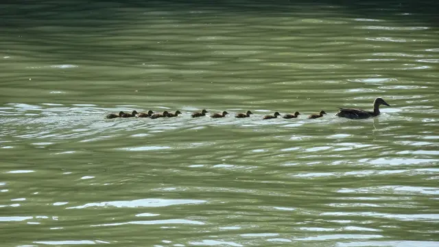 Donau-Querung bestens geschafft !