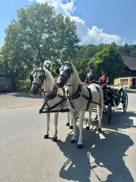 Die Gespannfahrerinnen und -fahrer waren voll gefordert. | Foto: SRS/Lipizzanergestüt Piber