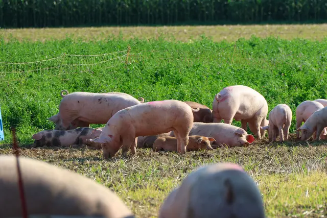 In Sipbachzell stürzte ein voll beladener Tiertransporter um – während ein Großteil der Schweine gerettet werden konnte, wurden einige Tiere schwer verletzt. | Foto: laumat.at