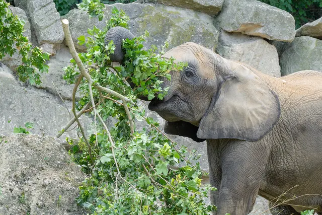 Der Welttag des Elefanten am 12. August soll auf die Gefährdung der Tiere in freier Wildbahn aufmerksam machen. | Foto: Daniel Zupanc