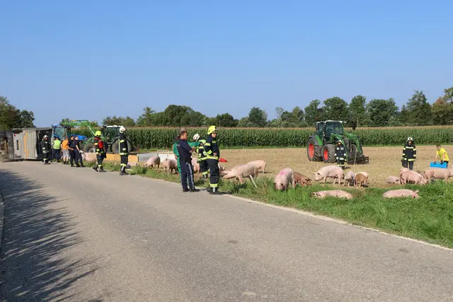 In Sipbachzell stürzte ein voll beladener Tiertransporter um – während ein Großteil der Schweine gerettet werden konnte, wurden einige Tiere schwer verletzt. | Foto: laumat.at