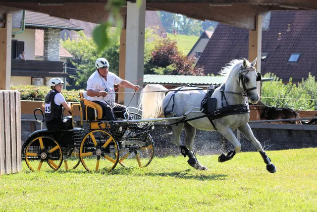 Das Hindernisfahren in der Arena Piber zählte zu den Höhepunkten des Wochenendes. | Foto: Cescutti