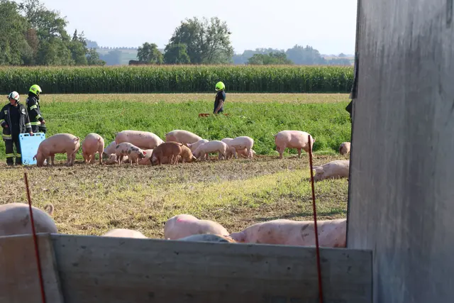 In Sipbachzell stürzte ein voll beladener Tiertransporter um – während ein Großteil der Schweine gerettet werden konnte, wurden einige Tiere schwer verletzt. | Foto: laumat.at