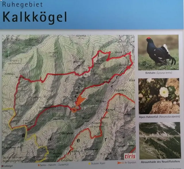 Birkhahn und Alpen-Hahnenfuß kommen im Ruhegebiet vor | Foto: Tiroler Bergwacht - Einsatzstelle Stubai