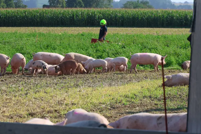 In Sipbachzell stürzte ein voll beladener Tiertransporter um – während ein Großteil der Schweine gerettet werden konnte, wurden einige Tiere schwer verletzt. | Foto: laumat.at