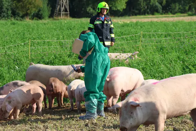 In Sipbachzell stürzte ein voll beladener Tiertransporter um – während ein Großteil der Schweine gerettet werden konnte, wurden einige Tiere schwer verletzt. | Foto: laumat.at
