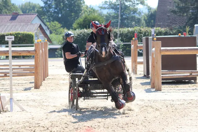 So viel Action bei den Gespannfahr-Wettbewerben in Piber | Foto: Cescutti