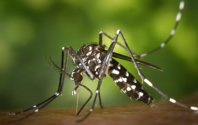 Tigermücken stammen aus tropischen Regionen und können mitunter das Zika- und Dengue-Virus verbreiten. Die Stadt Graz hat nun ein Pilotprojekt gegen die Verbreitung der "Klimawandel-Gewinner" gestartet. | Foto: James Gathany