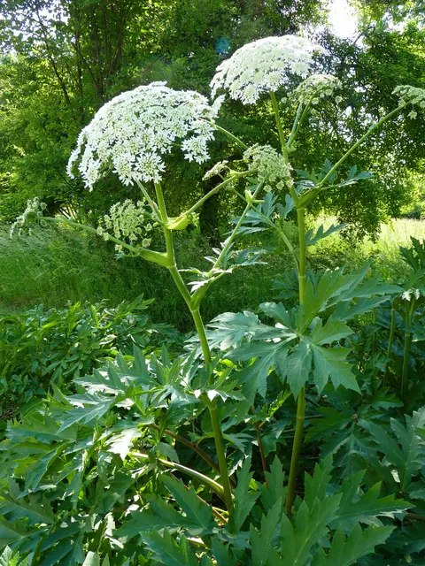 Der Riesenbärenklau verursacht schlimme Verbrennungen. (Symbolfoto) | Foto: Smarterpix/Karanitsch