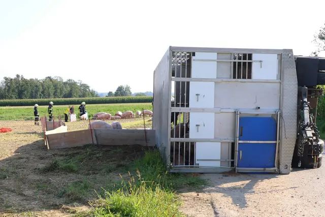 In Sipbachzell stürzte ein voll beladener Tiertransporter um – während ein Großteil der Schweine gerettet werden konnte, wurden einige Tiere schwer verletzt. | Foto: laumat.at