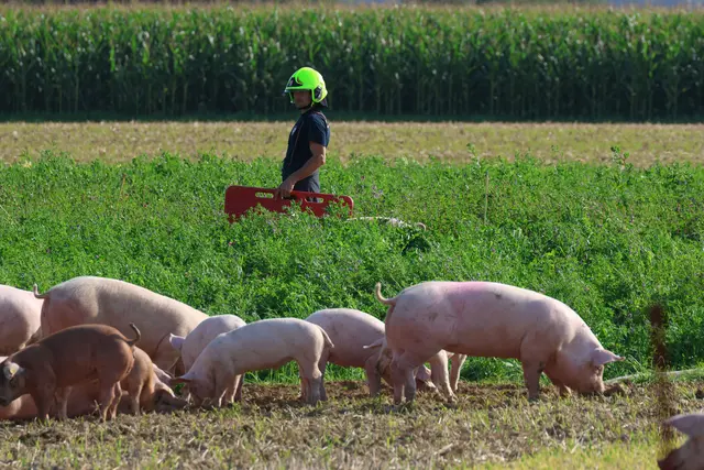 In Sipbachzell stürzte ein voll beladener Tiertransporter um – während ein Großteil der Schweine gerettet werden konnte, wurden einige Tiere schwer verletzt. | Foto: laumat.at