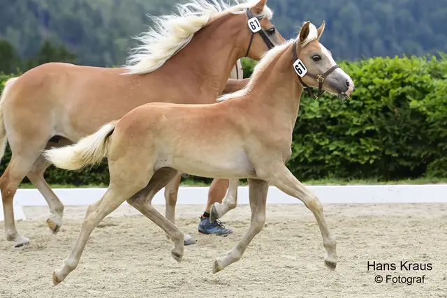 Auf das Pferd gekommen - alle Zeichen stehen auf Haflinger am 23. August in Niederösterreich. | Foto: Hans Kraus