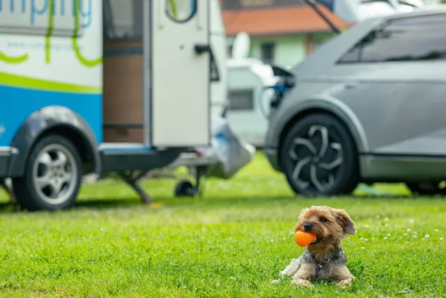 Beim Camping mit Hund sind ausreichender Auslauf, Wasser und Schatten besonders wichtig.  | Foto: ÖCC