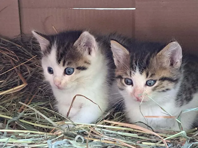 Diese Kätzchen suchen dringend ein liebevolles neues Zuhause. | Foto: TSV Katzenjammer