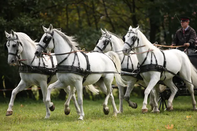 Auch die Vierspänner waren am Wochenende im Einsatz. | Foto: Gabrielle Boiselle