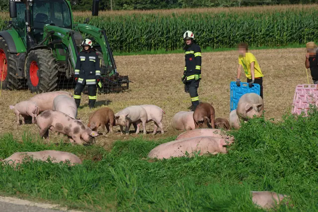 In Sipbachzell stürzte ein voll beladener Tiertransporter um – während ein Großteil der Schweine gerettet werden konnte, wurden einige Tiere schwer verletzt. | Foto: laumat.at