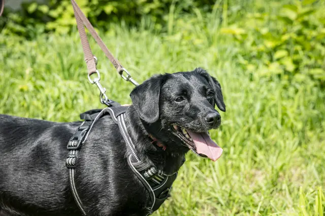 Nora genießt die Zeit auf der Trainingswiese sichtlich, würde sich aber über ein neues Frauchen oder Herrchen ebenso freuen. | Foto: Foto Fischer/Stadt Graz