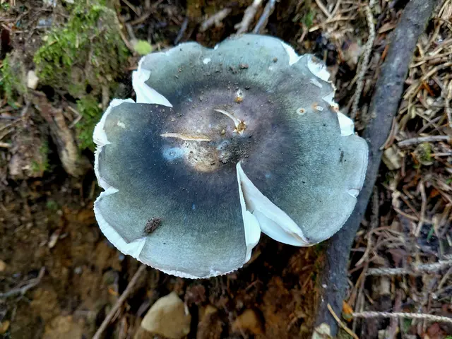 Täubling | Foto: H.Bachinger