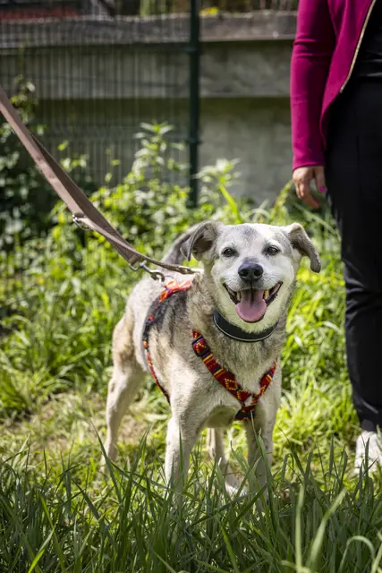 Hunde des Landestierheims Graz sollen auf der Wiese künftig trainiert werden, um schneller ein neues Zuhause zu finden. Auch Milo, hier im Bild, sucht noch ein Zuhause.  | Foto: Foto Fischer/Stadt Graz