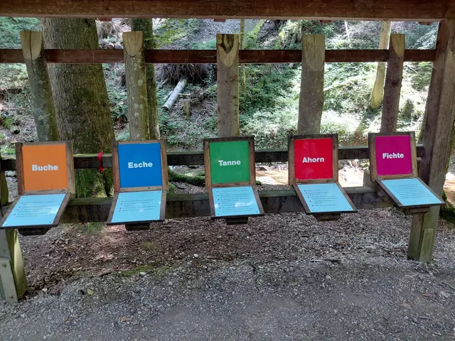 Unterschiedliche Baumstämme erkennen  | Foto: H.Bachinger