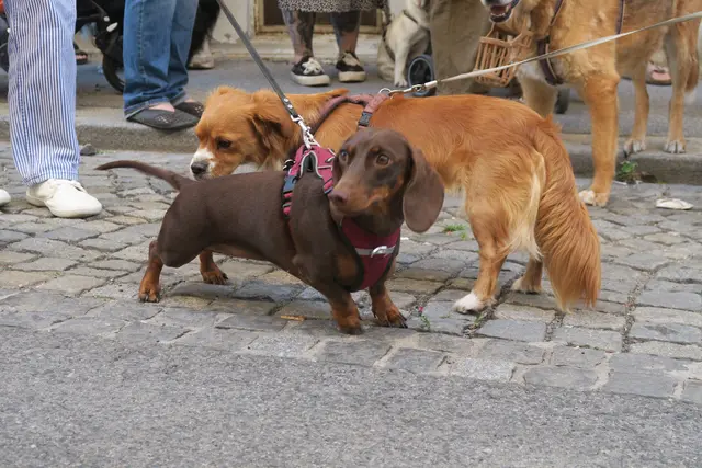 Foto: Patricia Hillinger/MeinBezirk