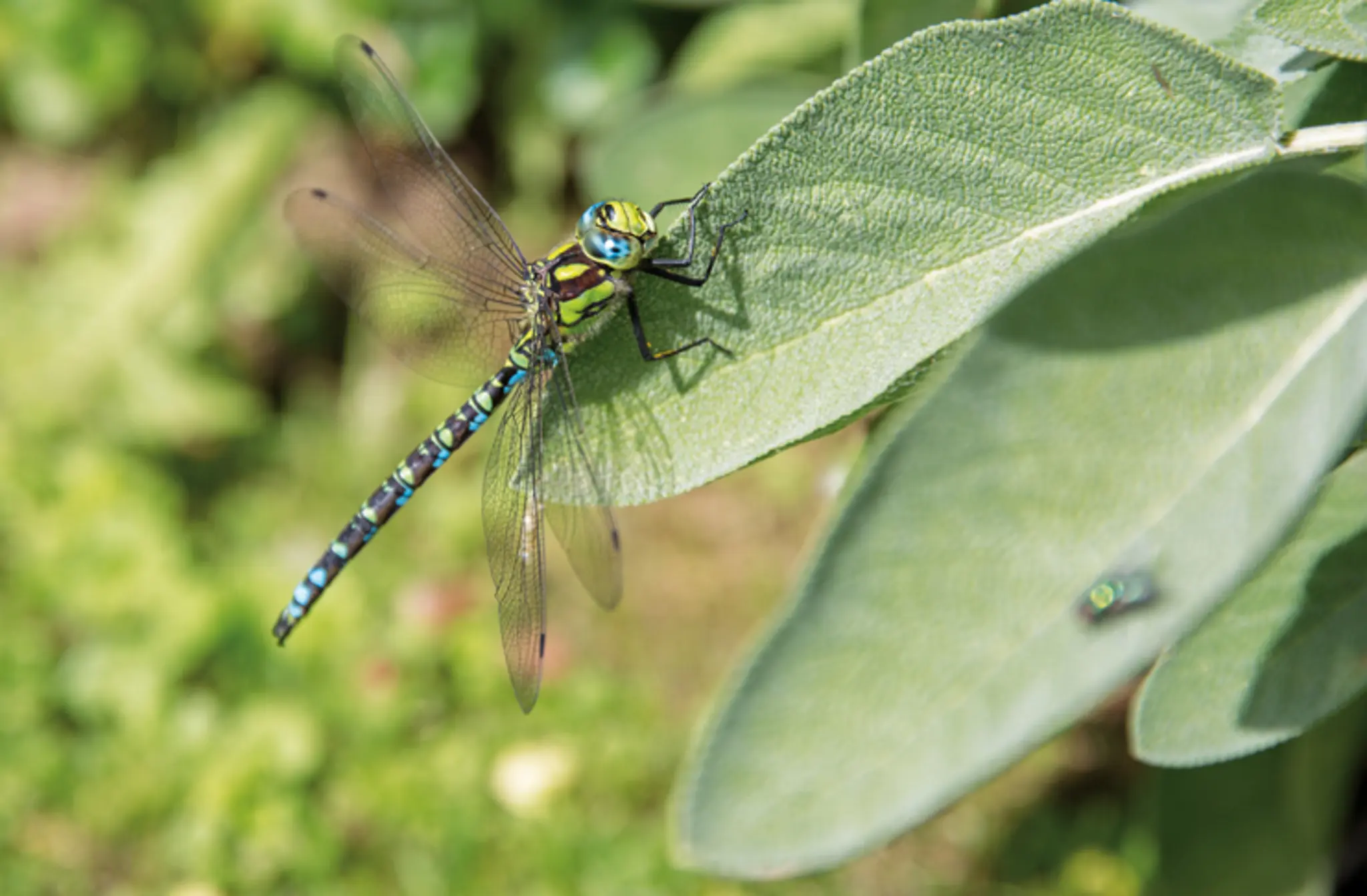 Das-Leben-einer-Libelle
