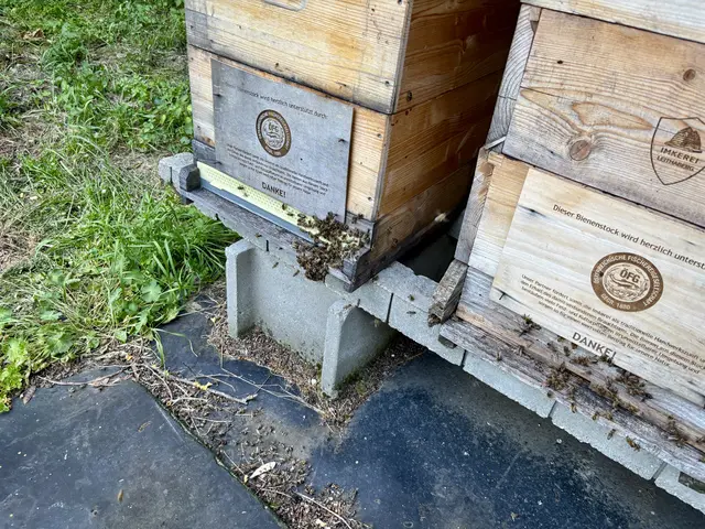 Noch herrscht Flugverkehr, aber die Tätigkeit der Bienen nimmt im August schon ab.  | Foto: MeinBezirk/Birgit Bachhofner
