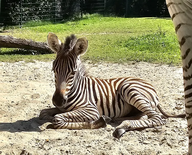 Das kleine Zebrafohlen erblickte am 10. August das Licht der Welt. | Foto: Zoo Linz