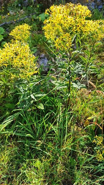 ..auch das Greiskraut ist jetzt in Vollblüte.. | Foto: I.Wozonig
