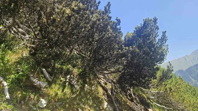 Foto: Feuerwehr Neukirchen