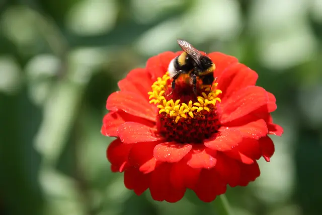 Im Museumsdorf dreht sich dieses Mal alles um das Thema Bienen. | Foto: Otto Siebera