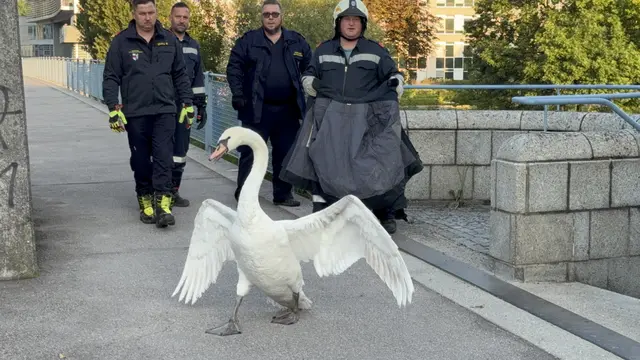Schwan auf Umwegen in St. Pölten | Foto: DOKU-NÖ