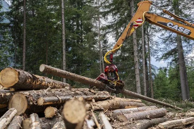 Aufarbeitung von Schadholz

 | Foto: oebf/Gert Perauer