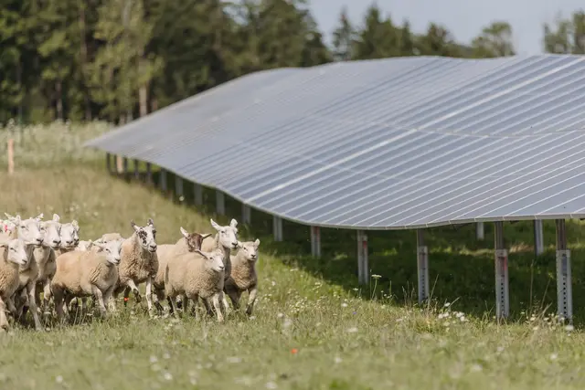 Etwa 9.600 Hühner und 150 Schafe profitieren von der Weidefläche unter den Photovoltaik-Modulen, während die Umgebung zur Heimat von Kleintieren, Vögeln, Schmetterlingen und Insekten wird. | Foto: ÖBB/MecGreenie