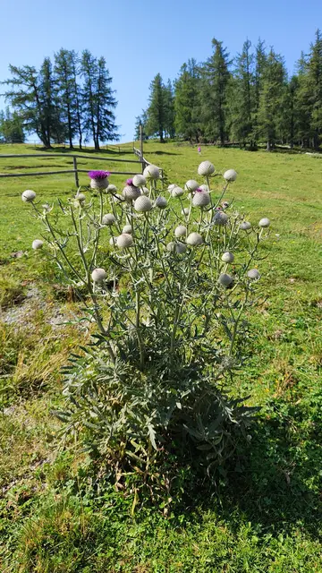 die hübsche Kratzdistel wird noch viele Blüten hervorbringen... | Foto: I.Wozonig