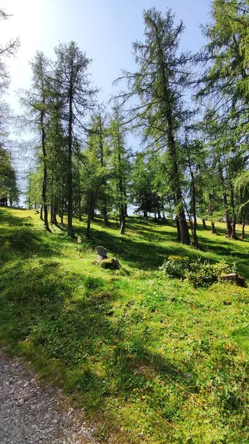 auf einem Hügel ist ein schöner Lärchenwald... | Foto: I.Wozonig