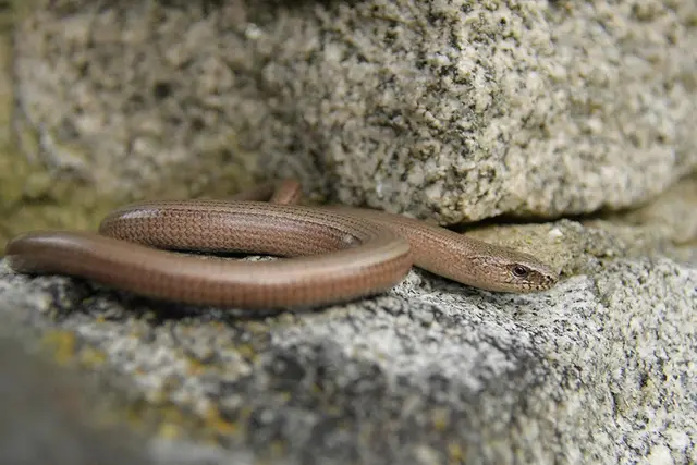 Blindschleiche; © H. Kurz