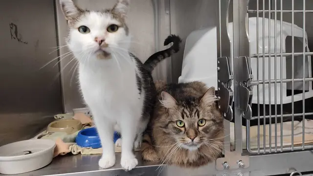 Flasuchi und Flocki sind zwei verschmuste Stubentiger. | Foto: Tierheim Linz