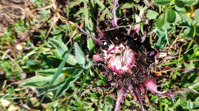 die Silberdistel ist noch ganz klein ... | Foto: I.Wozonig
