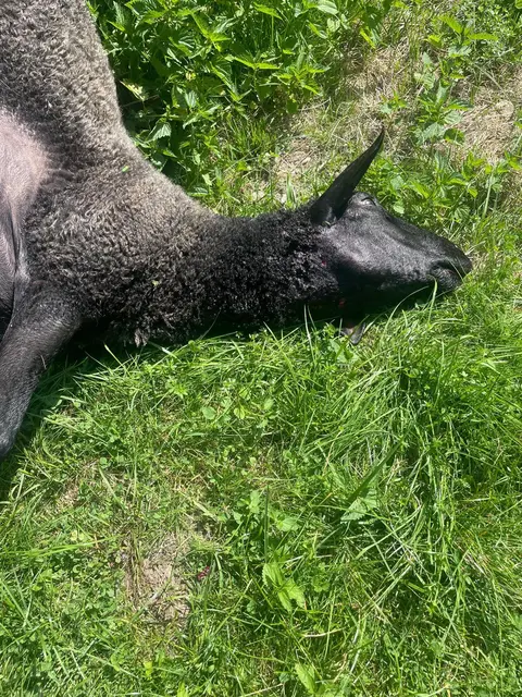 Foto: Zur Verfügung gestellt