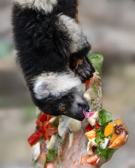 An einem Seil befestigt und gefüllt mit gefrorenen Früchten und Nüssen, stellen die "Eisbomben" im Zoo Schmiding nicht nur eine Abkühlung dar, sondern sind auch eine spannende Herausforderung für die Tiere. | Foto: Zoo Schmiding / Sterns