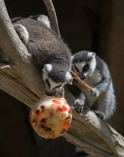 Die Kattas im Zoo Schiding ziehen das Eis mit ihren Händen am Seil nach oben und bleiben dabei entspannt auf dem Ast sitzen. | Foto: Zoo Schmiding / Sterns