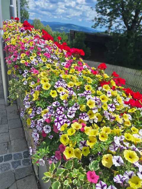 Fischbach ist für seinen prächtigen Blumenschmuck bekannt. Über die bunte Vielfalt freuen sich Einheimische und Gäste. | Foto: Kathrin Karelly