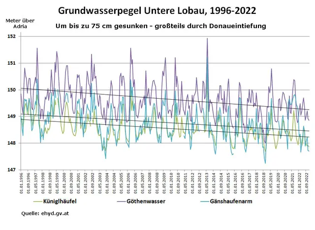 Untere Lobau: Absackender Grundwasserspiegel