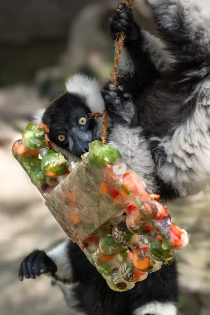 An einem Seil befestigt und gefüllt mit gefrorenen Früchten und Nüssen, stellen die "Eisbomben" im Zoo Schmiding nicht nur eine Abkühlung dar, sondern sind auch eine spannende Herausforderung für die Tiere. | Foto: Zoo Schmiding / Sterns