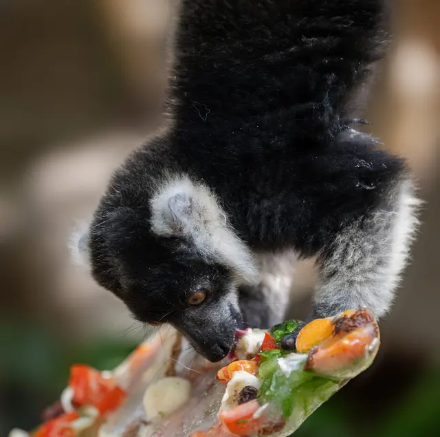 An einem Seil befestigt und gefüllt mit gefrorenen Früchten und Nüssen, stellen die "Eisbomben" im Zoo Schmiding nicht nur eine Abkühlung dar, sondern sind auch eine spannende Herausforderung für die Tiere. | Foto: Zoo Schmiding / Sterns