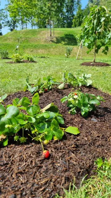 Im Köflacher Kurpark wurde ein neuer Naschgarten angelegt. | Foto: Stadtgemeinde Köflach