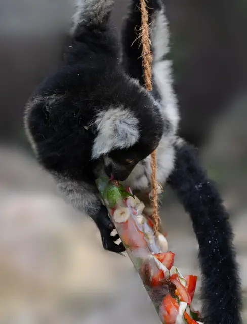 An einem Seil befestigt und gefüllt mit gefrorenen Früchten und Nüssen, stellen die "Eisbomben" im Zoo Schmiding nicht nur eine Abkühlung dar, sondern sind auch eine spannende Herausforderung für die Tiere. | Foto: Zoo Schmiding / Sterns