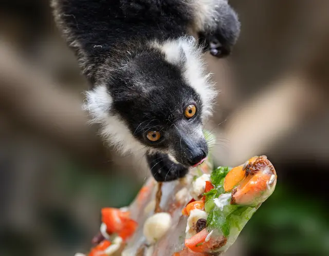 An einem Seil befestigt und gefüllt mit gefrorenen Früchten und Nüssen, stellen die "Eisbomben" im Zoo Schmiding nicht nur eine Abkühlung dar, sondern sind auch eine spannende Herausforderung für die Tiere. | Foto: Zoo Schmiding / Sterns
